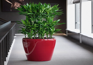 在租摆期间，绿植出现病虫害时的处理方案和预防措施是什么？